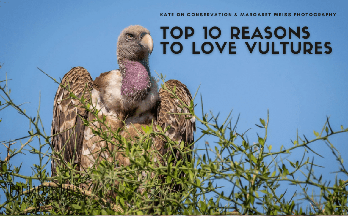 top-10-reasons-to-love-vultures-blog-post