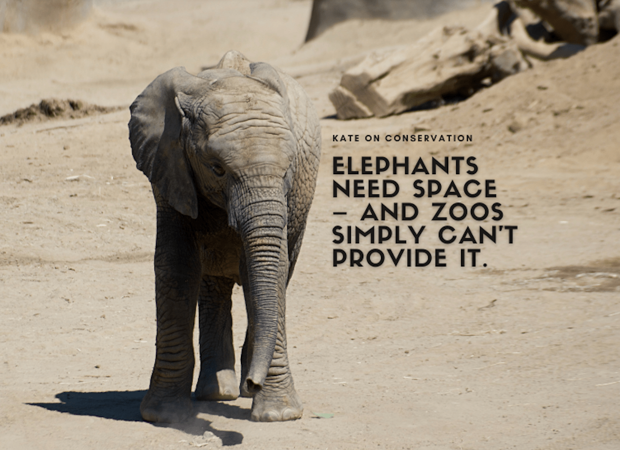 Elephants Want Residence – and realistically, zoos merely can’t present it.