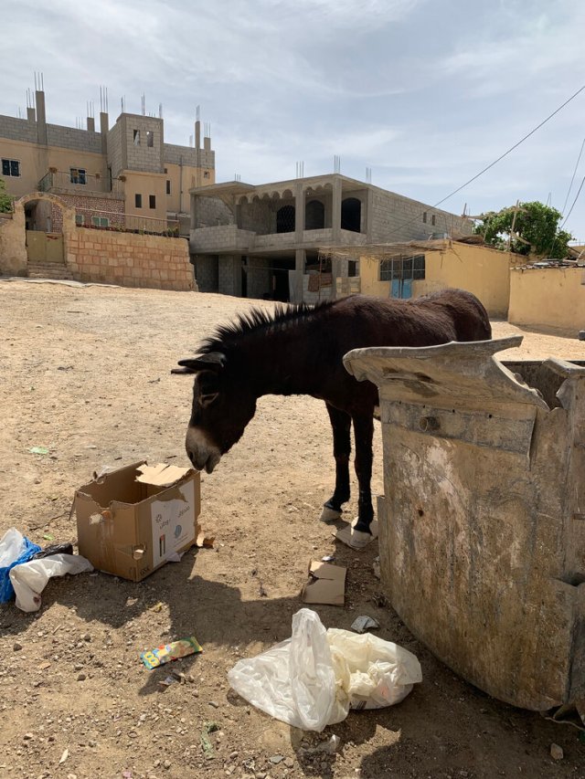 Neglected Donkey from Petra Jordan 2021 eating cardboard