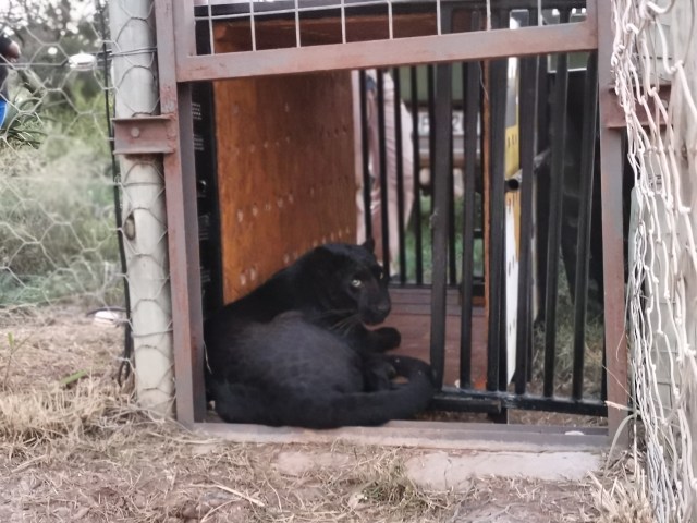 mowgli-the-black-leopard