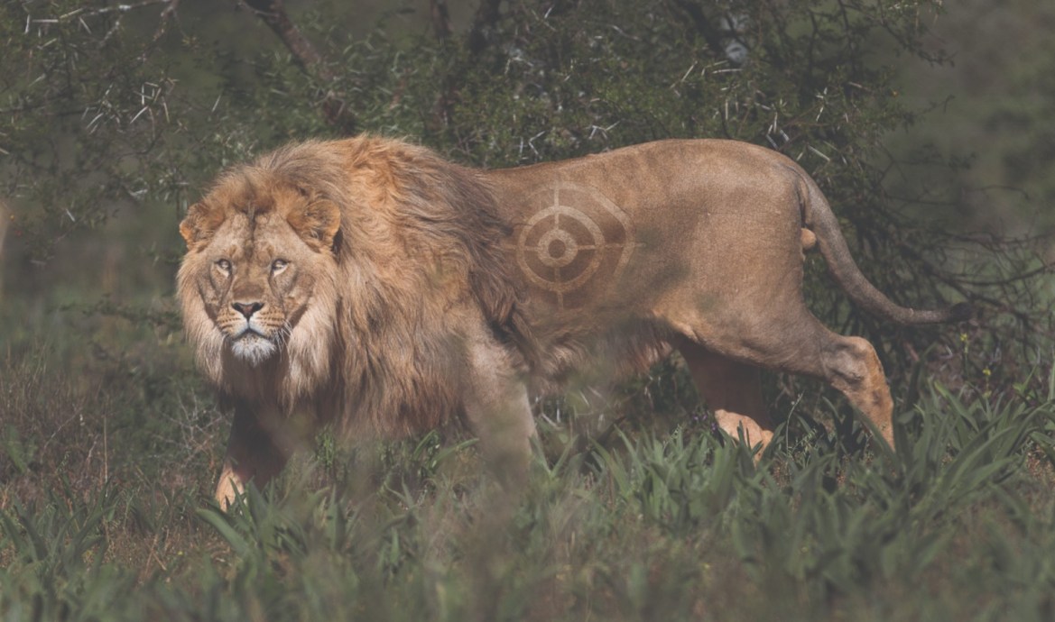 canned lion hunting Lion target photo by george logan