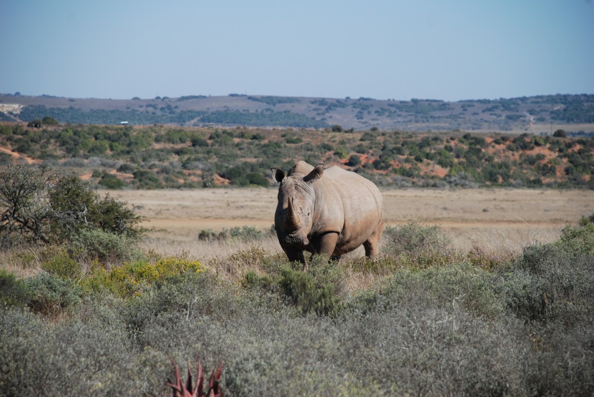 rhino-on-shamwari-game-reserve-south-africa