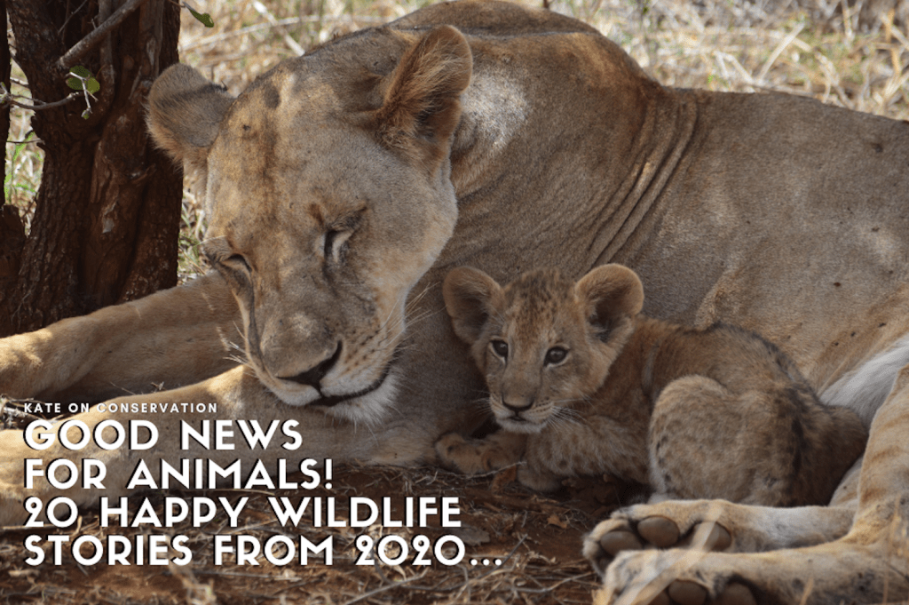 Excellent news for animals! 20 cozy wildlife tales from 2023