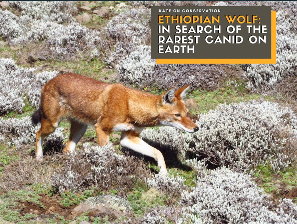 Ethiopian Wolf: In search of the rarest canid on Earth