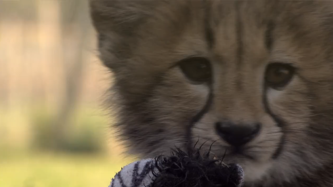 Following the lives of Cheetahs on Cheetah Diaries