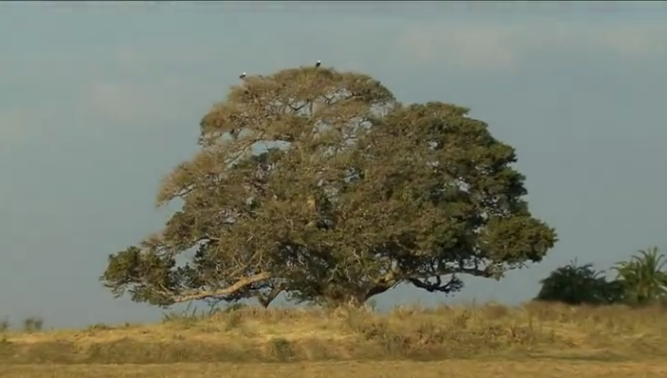 A Wild March on My Wild Africa